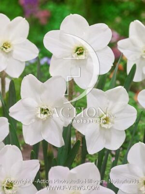 botanic stock photo Narcissus
