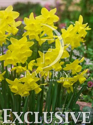 botanic stock photo Narcissus