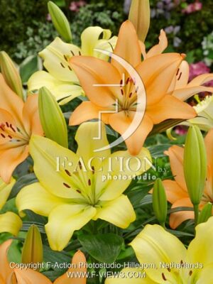 Royal Trinity & Freya mixed