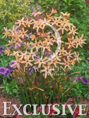 botanic stock photo Ixia