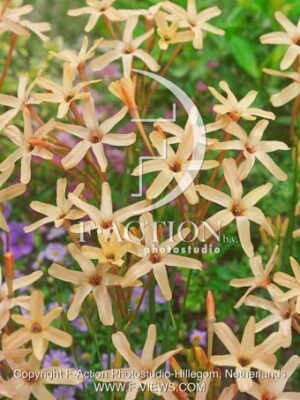 paniculata Eos