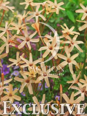botanic stock photo Ixia