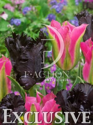 botanic stock photo Tulipa