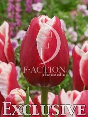 botanic stock photo Tulipa