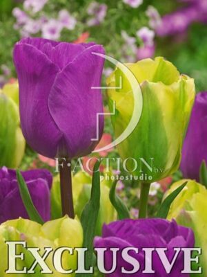 botanic stock photo Tulipa