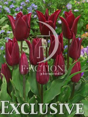 botanic stock photo Tulipa