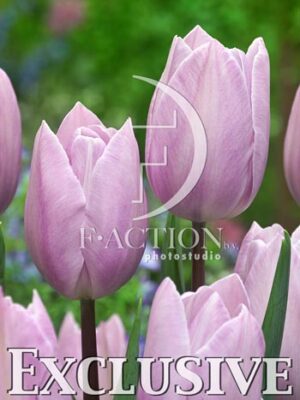 botanic stock photo Tulipa