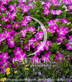 botanic stock photo Petunia