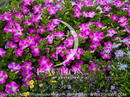botanic stock photo Petunia