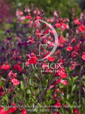 botanic stock photo Salvia
