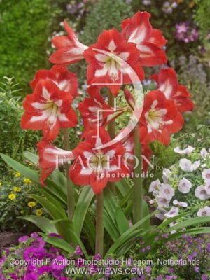 botanic stock photo Hippeastrum