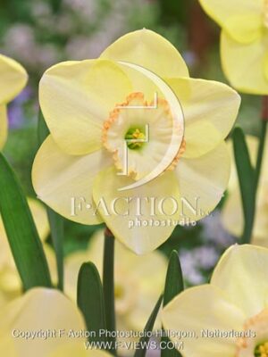 botanic stock photo Narcissus