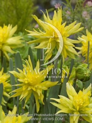 botanic stock photo Narcissus