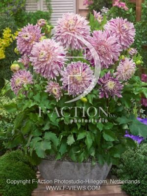 botanic stock photo Dahlia