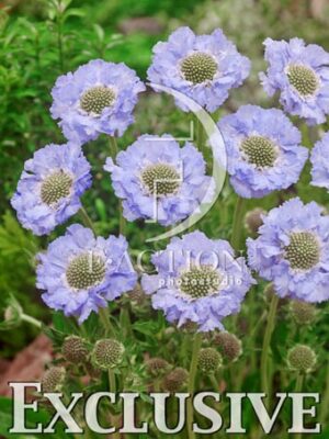 botanic stock photo Scabiosa