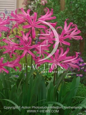 botanic stock photo Amarine