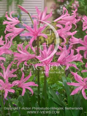 botanic stock photo Amarine