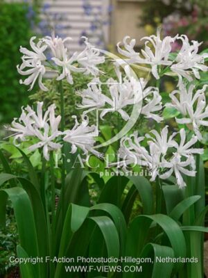 botanic stock photo Nerine
