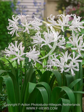 botanic stock photo Nerine