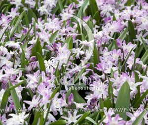 botanic stock photo Chionodoxa