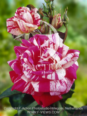botanic stock photo Rosa