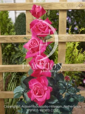 botanic stock photo Rosa