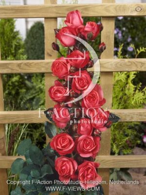 botanic stock photo Rosa