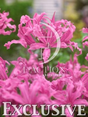 botanic stock photo Nerine