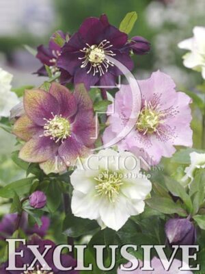 botanic stock photo Helleborus