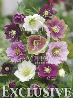 botanic stock photo Helleborus