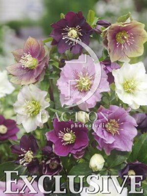 botanic stock photo Helleborus