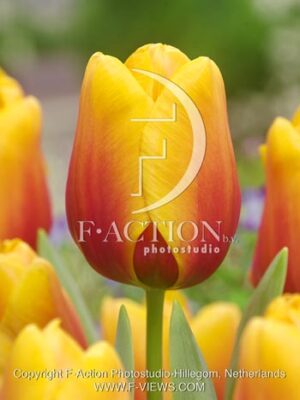 botanic stock photo Tulipa