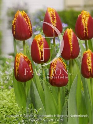 botanic stock photo Tulipa