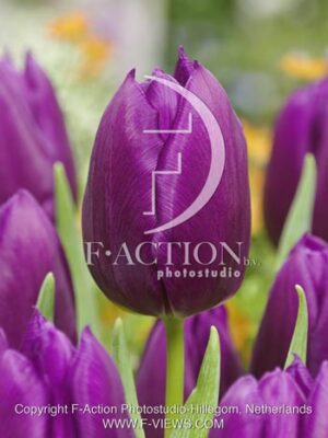 botanic stock photo Tulipa