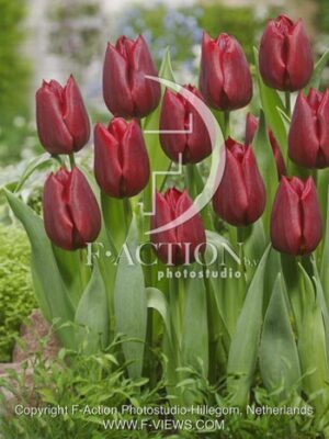 botanic stock photo Tulipa