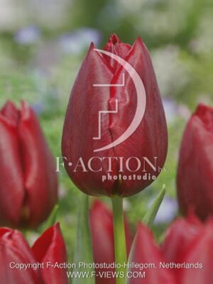botanic stock photo Tulipa