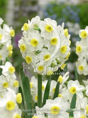 botanic stock photo Narcissus