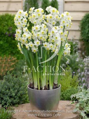 botanic stock photo Narcissus