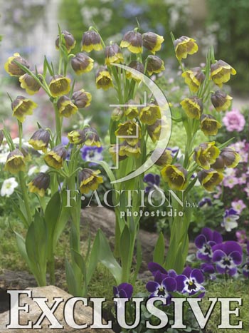 botanic stock photo Fritillaria