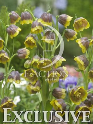 botanic stock photo Fritillaria