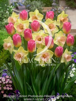 Narcissus & Tulipa Tom Pouce