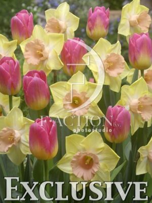 botanic stock photo Mixed