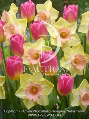 Narcissus & Tulipa Tom Pouce