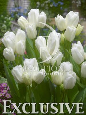 botanic stock photo Tulipa