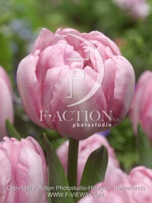 botanic stock photo Tulipa