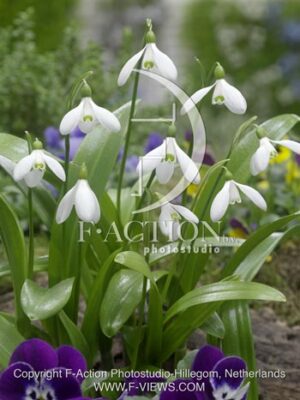 botanic stock photo Galanthus
