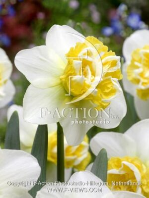 botanic stock photo Narcissus