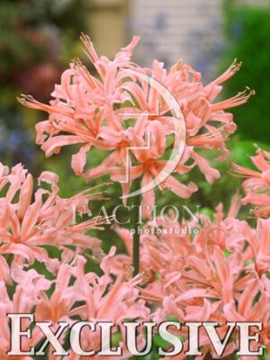 botanic stock photo Nerine