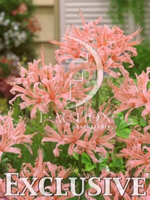 botanic stock photo Nerine