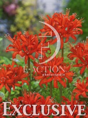 botanic stock photo Nerine